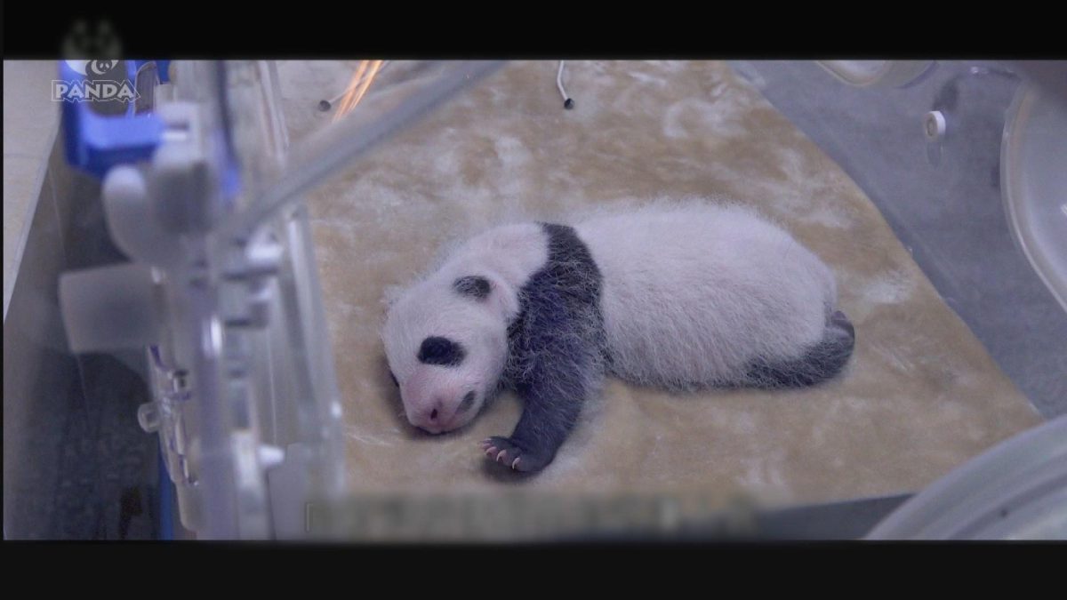 Picture_J.CN.PANDA 1830_002.jpg