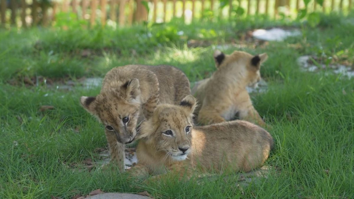 Picture_J.CQ.LION.MTV.0904-0914_002.jpg