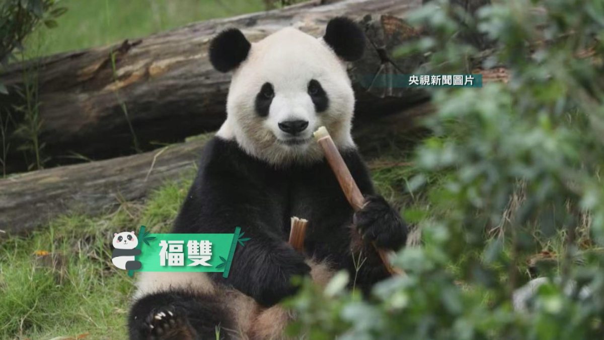 Picture_J.CN.PANDA-1300_001.jpg