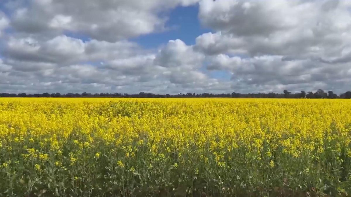 Picture_CC.J.AUS.CANOLA-1700.jpg