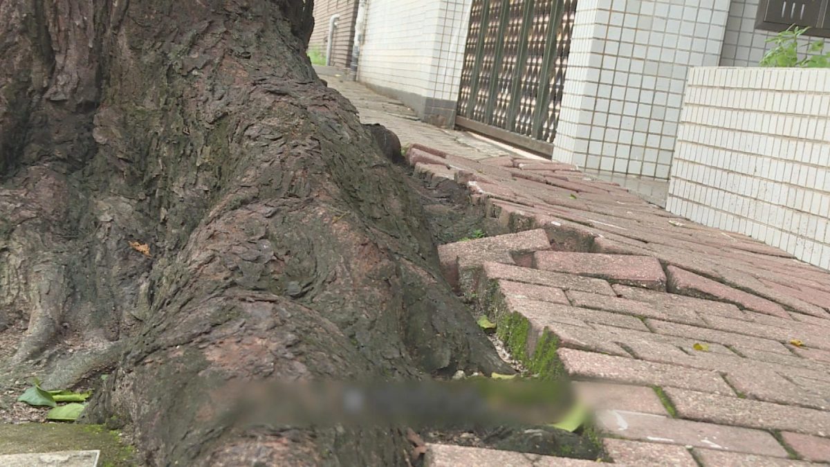 Picture_J.SP.TREE 1830_001.jpg