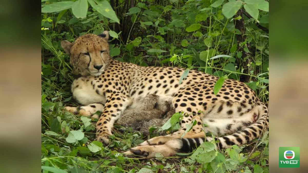 0922 CHEETAH
