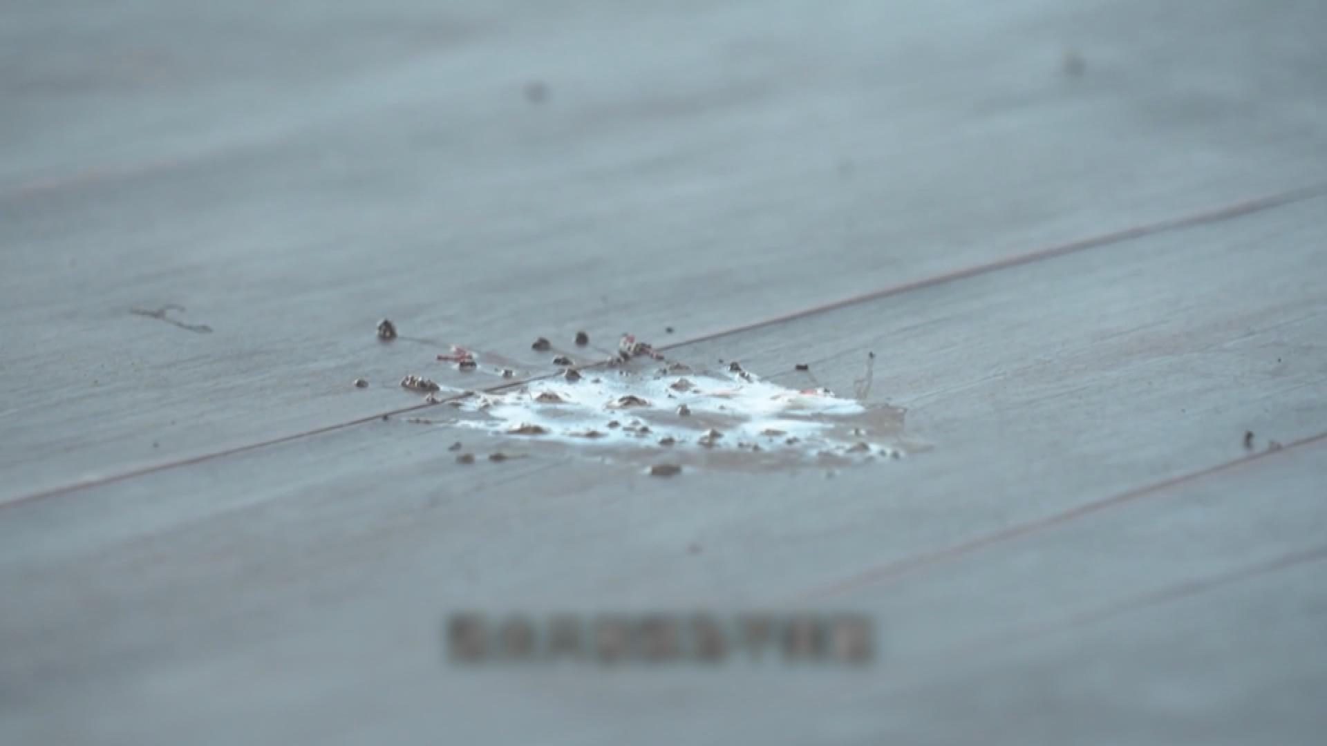 Picture_J.SA.BIRDPOO 1700..jpg