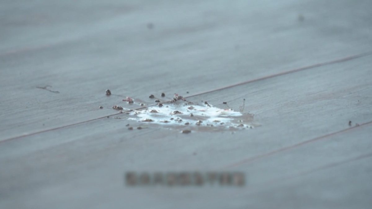Picture_J.SA.BIRDPOO 1700..jpg