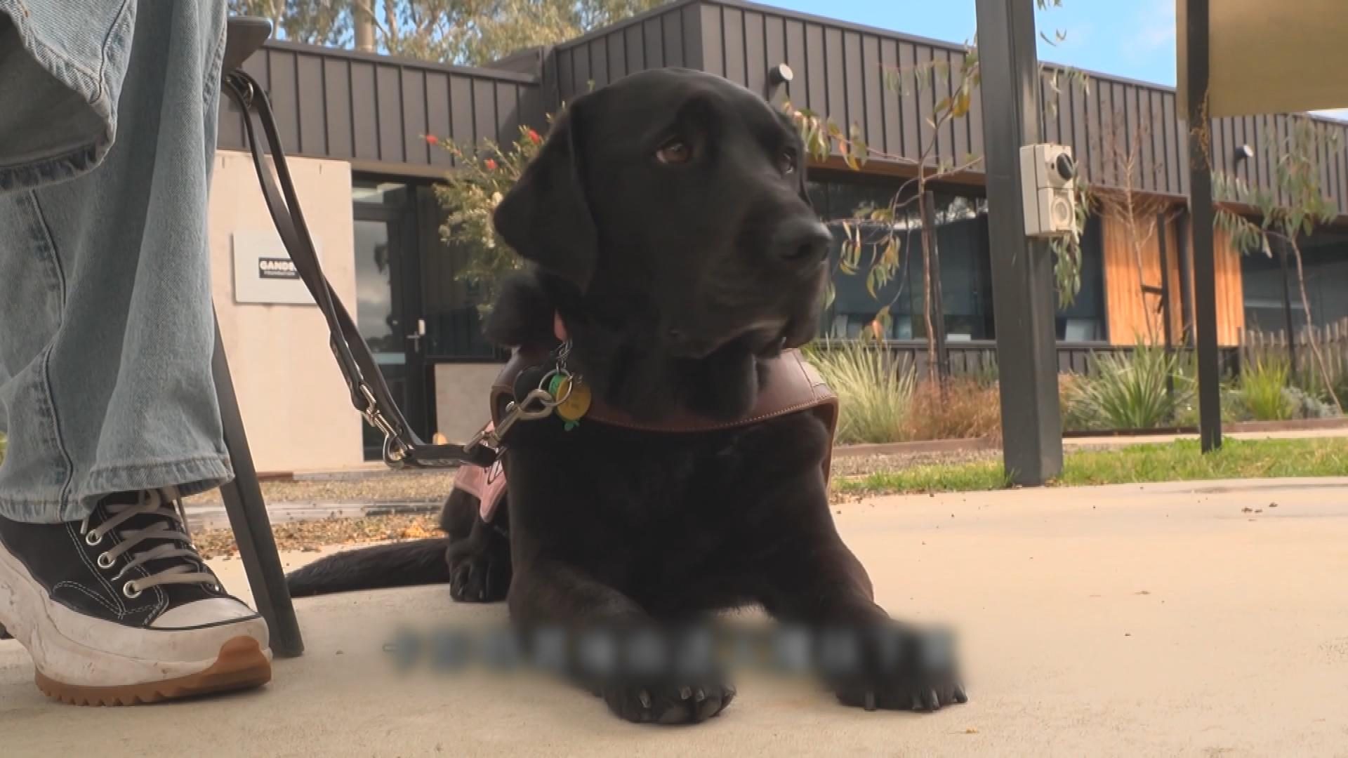 Picture_J.AUS.DOG 1700 ._002.jpg