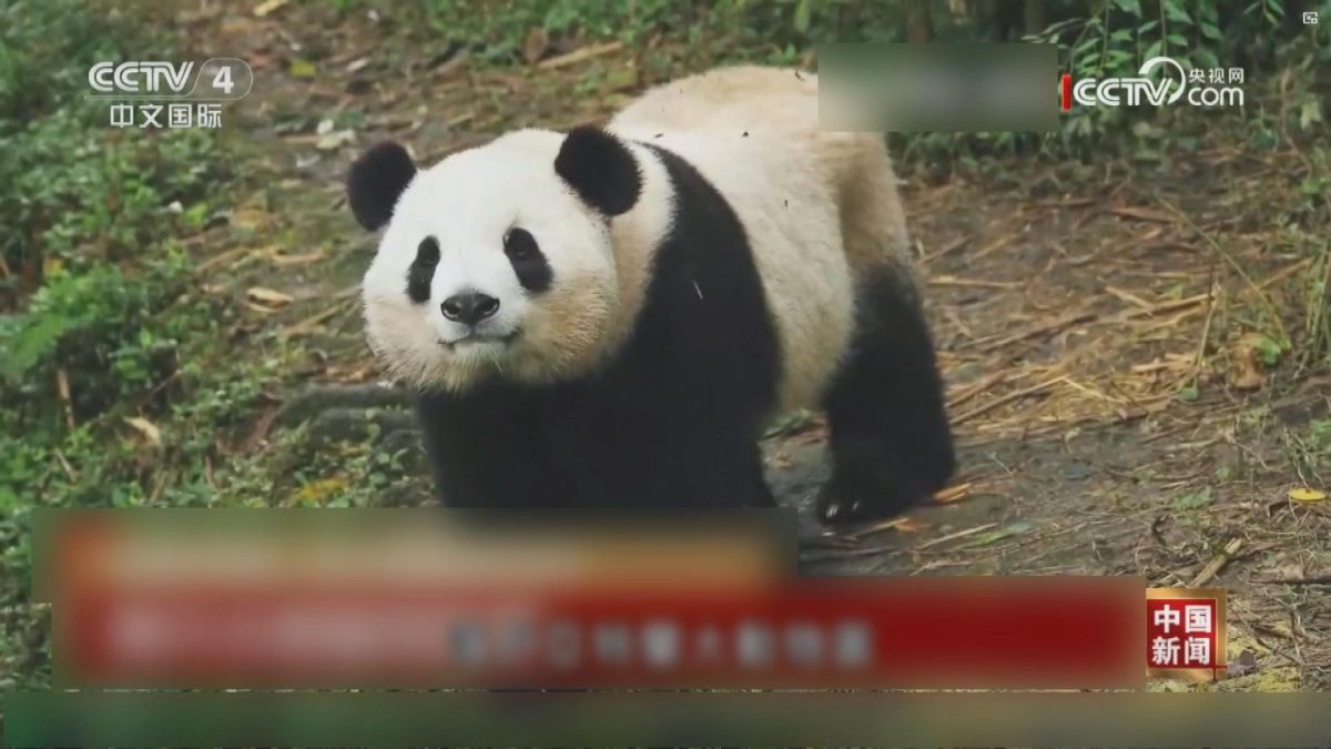 Picture_J.CN.PANDA 1830.jpg