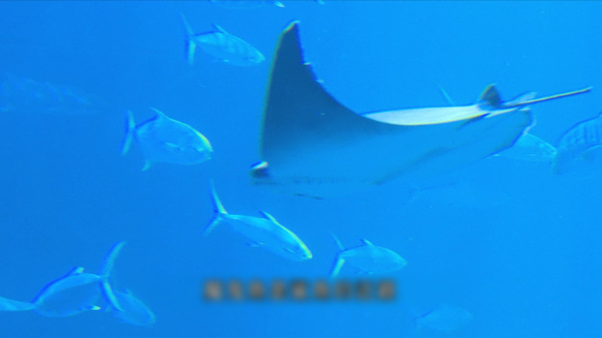 Picture_J.FISH.FOLO 1830.jpg