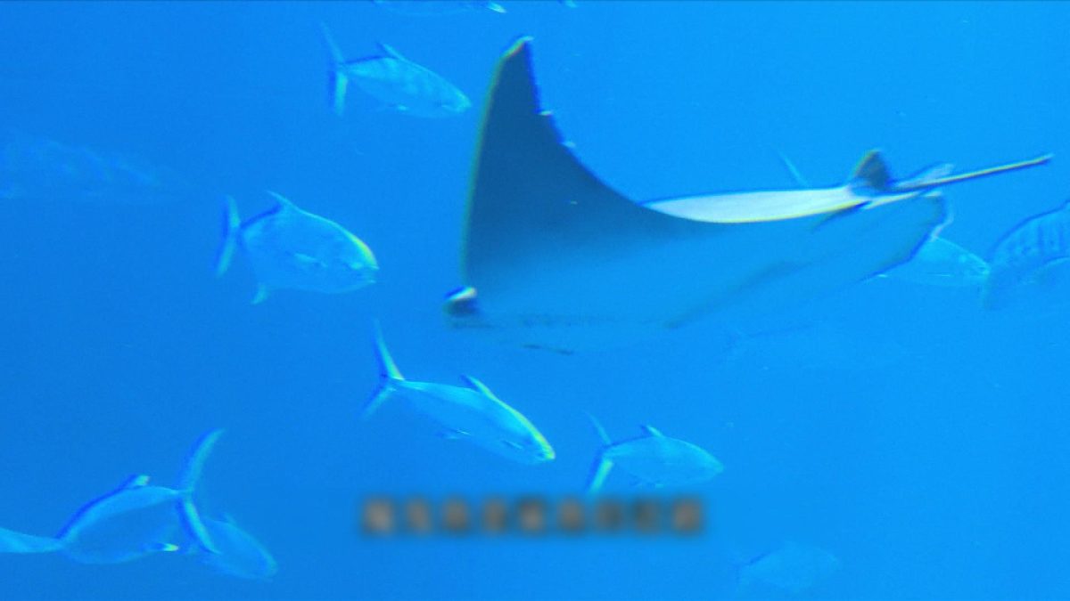 Picture_J.FISH.FOLO 1830.jpg