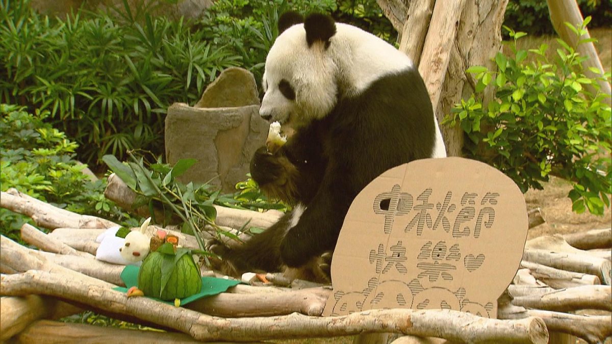 Picture_J.PANDA-1200_003.jpg