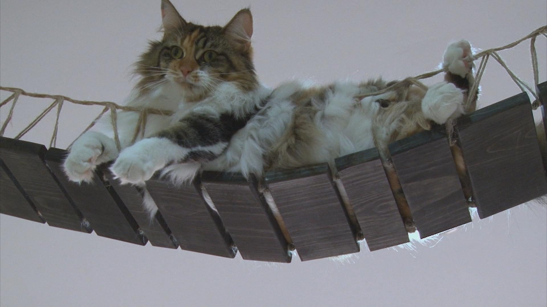 Picture_J.SING.CAT-2300_002.jpg