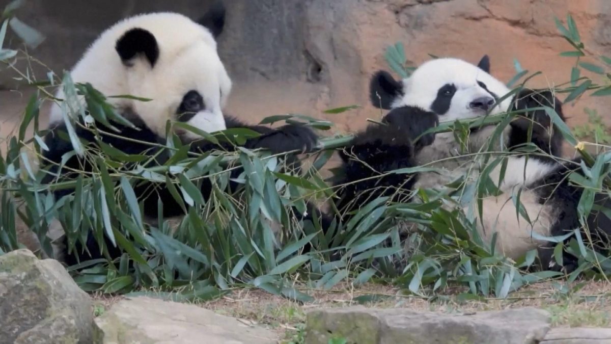 Picture_J.CN.PANDA 1200_001.jpg