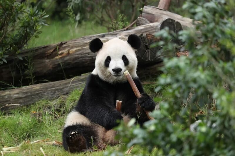 FUSHUANG PANDA