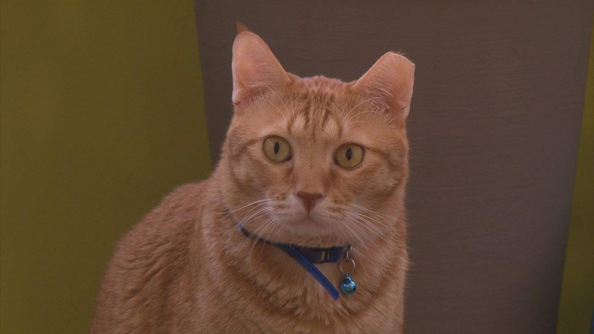 Picture_J.SING.CAT-2300.jpg