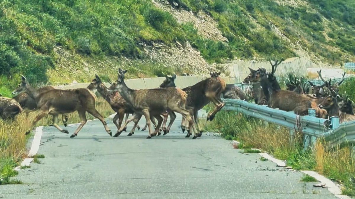 Picture_J.SC.DEER.MTV.0819-0910_002.jpg