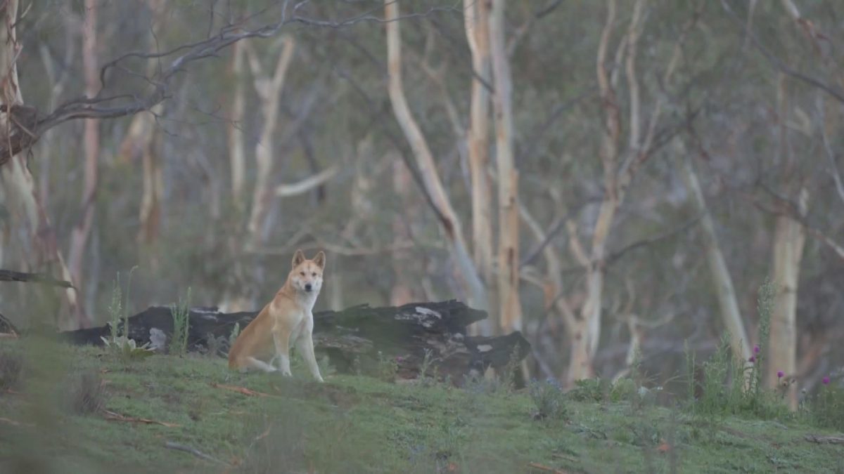 Picture_.CC.J.AUS.DINGO 1700_001.jpg