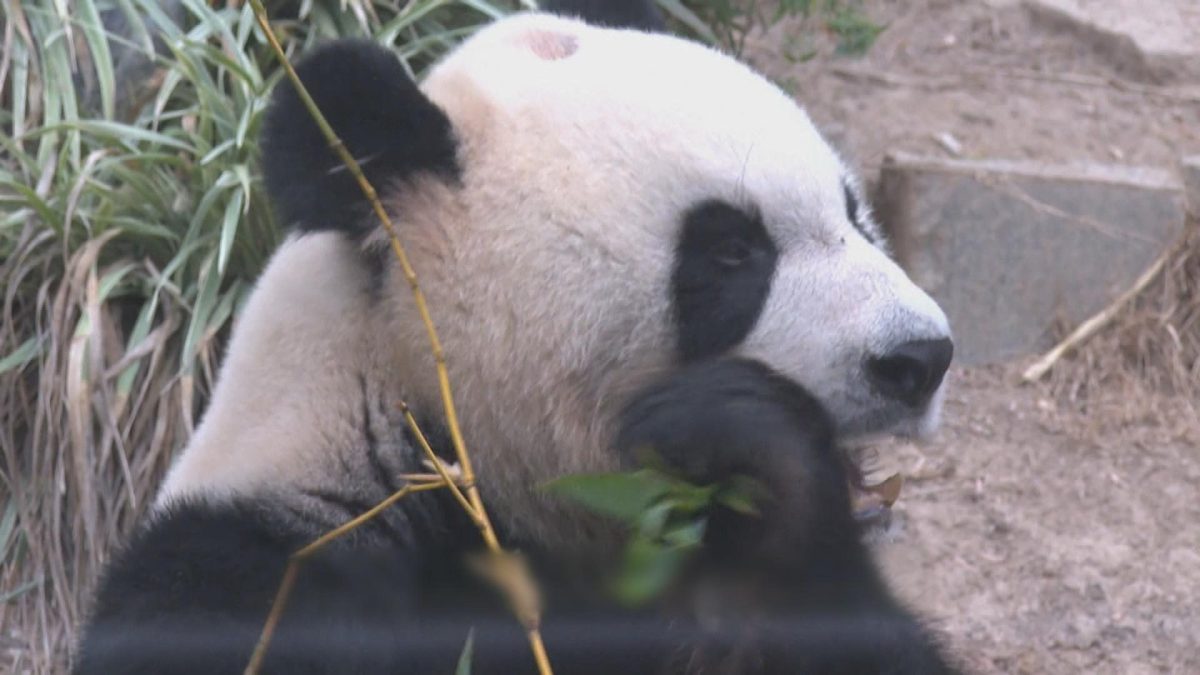 Picture_J.M.PANDA 1830_001.jpg