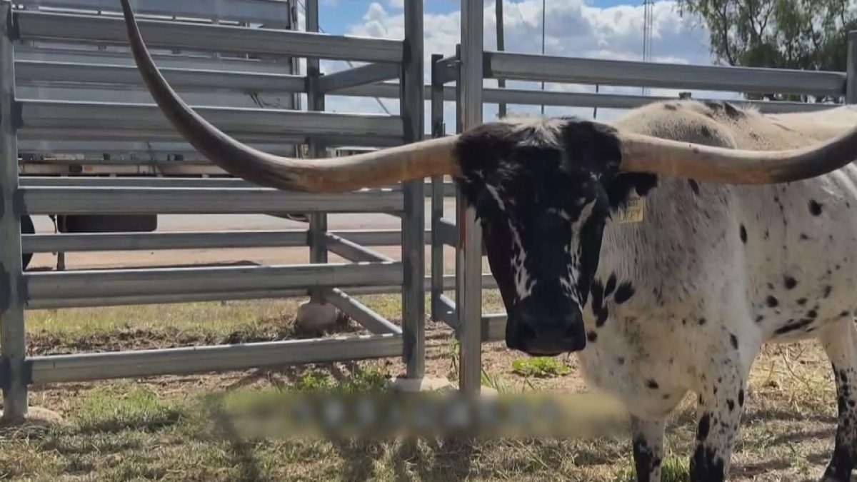 Picture_J.AUS.LONGHORN 1700_003.jpg