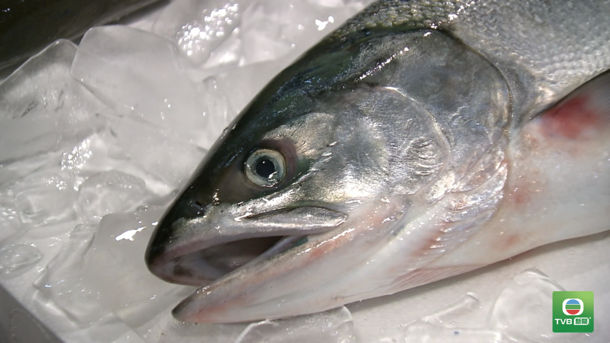 JAPAN.SALMON.03