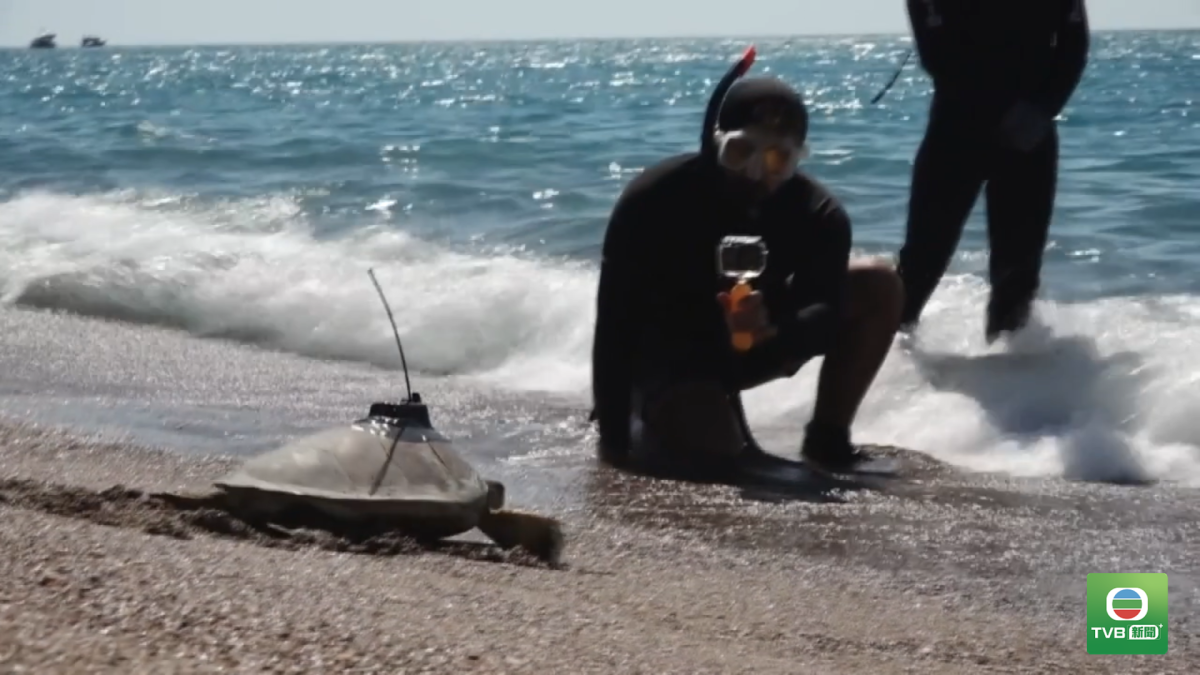 0912 TURKEY.TURTLE