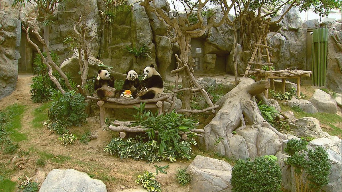 Picture_J.PANDA-1200_001.jpg