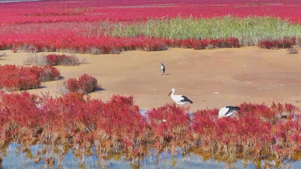 Picture_J.SD.WETLAND.MTV.0929-1021_002.jpg