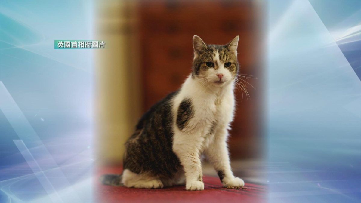 Picture_J.UK.CAT-1700_003.jpg