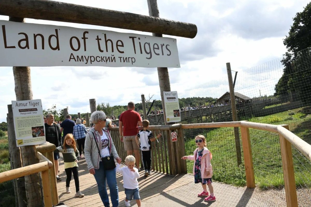 1010 Tiger.jpg