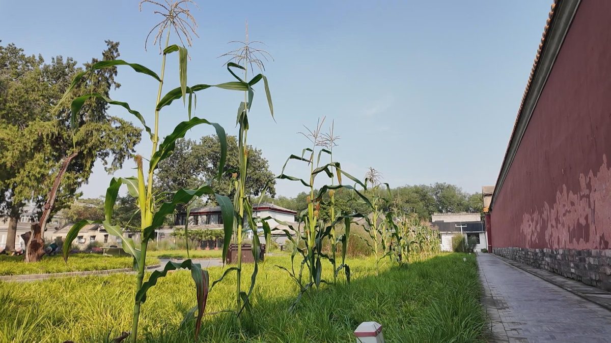 Picture_J.BJ.CORN.0918-HOLD_001.jpg