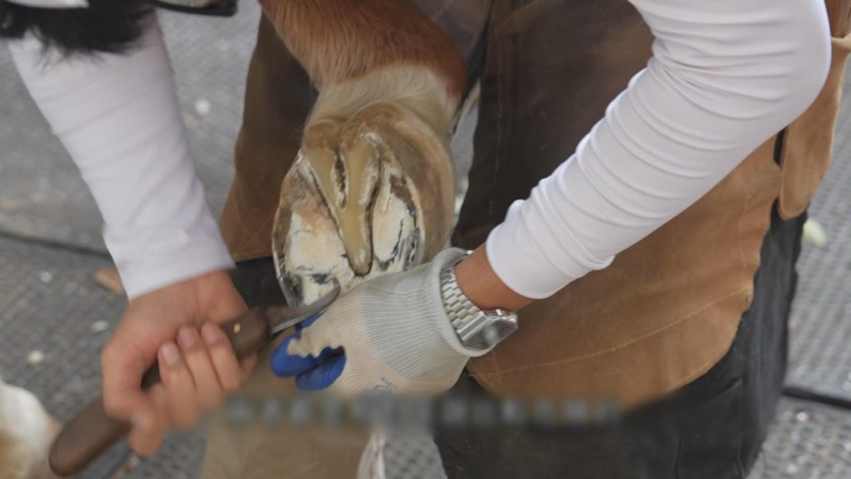Picture_2.J.HB.HORSESHOEING.1017-1028_002.jpg