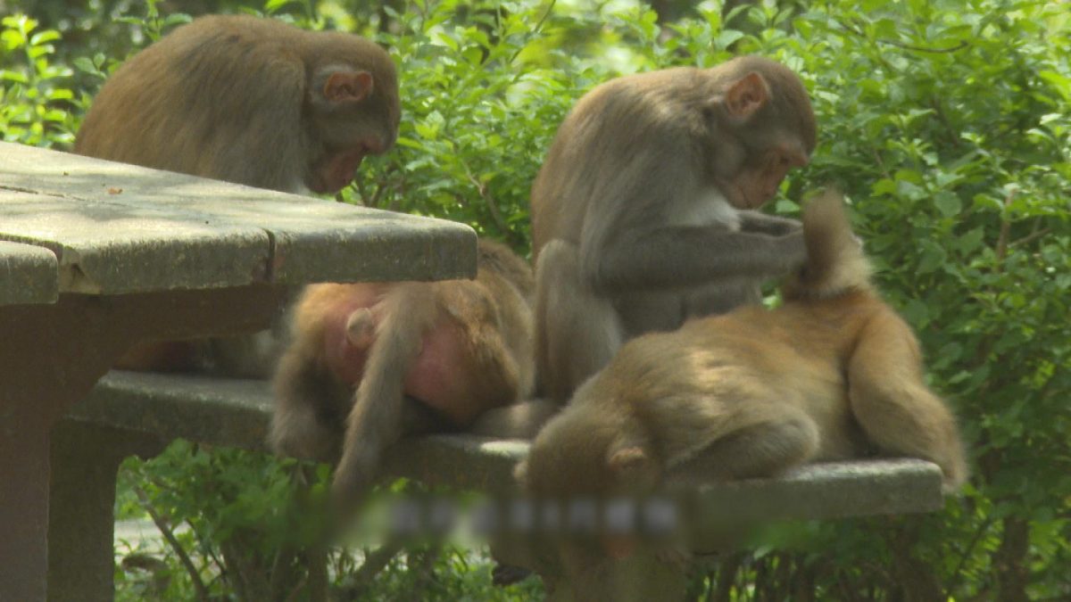 Picture_J.SP.MONKEY 1830_003.jpg