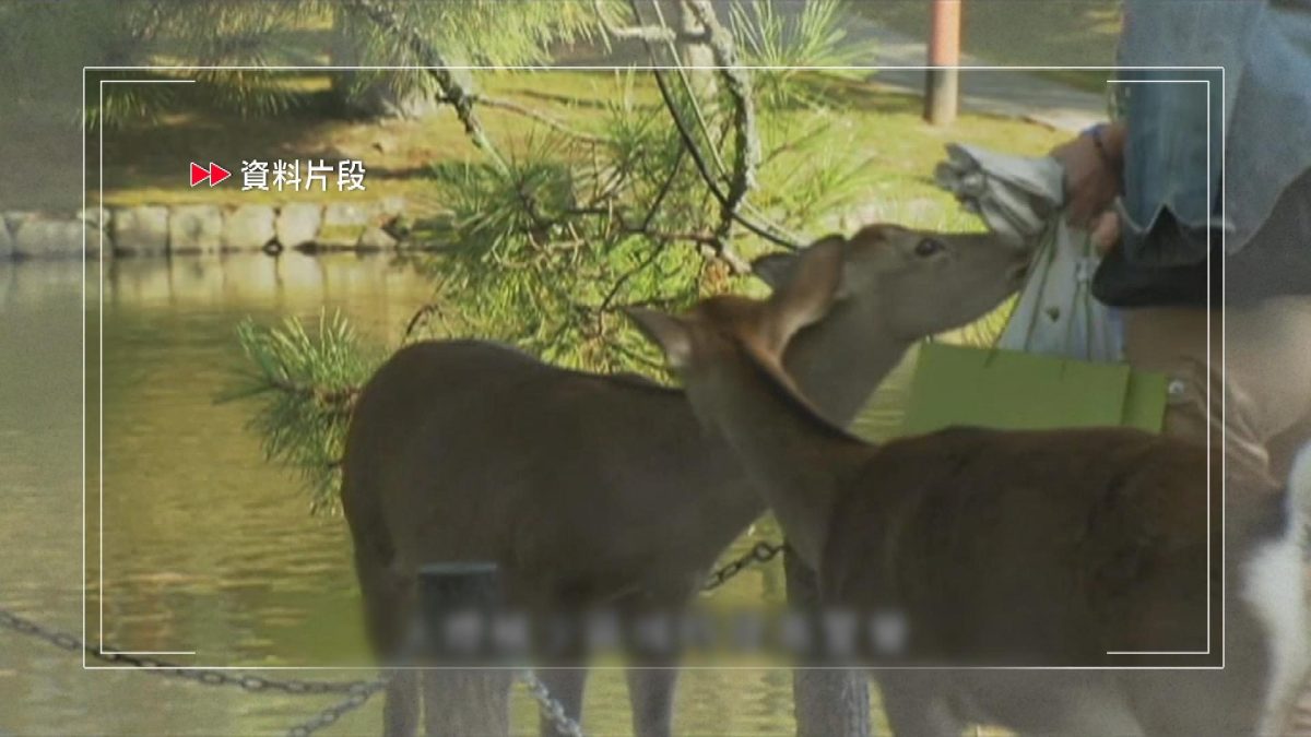 Picture_J.JP.DEER 1830 NHK_001.jpg