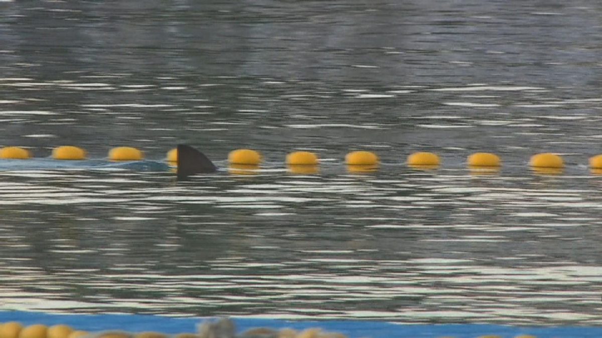 Picture_J.SK.SHARK-1830_003.jpg