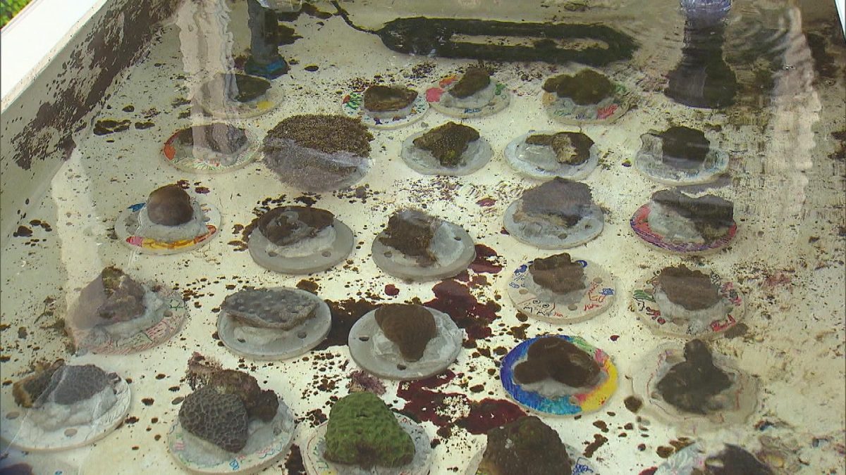 Picture_J.CORAL 1830.jpg