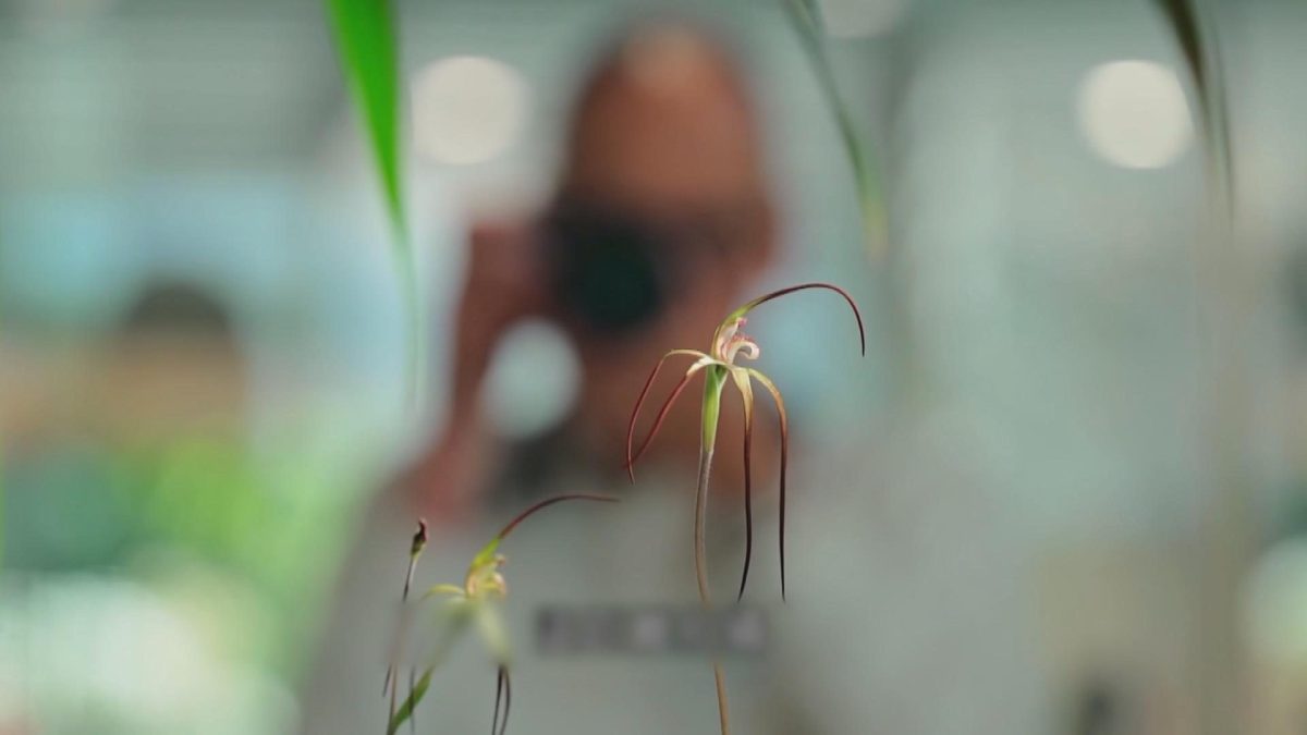 Picture_J.AUS.ORCHID 1700_003.jpg