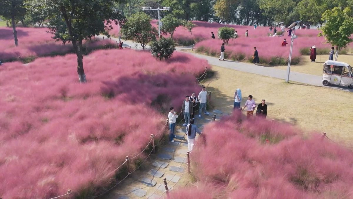 Picture_P.AH.PINKGRASS.MTV.1015-1028_002.jpg