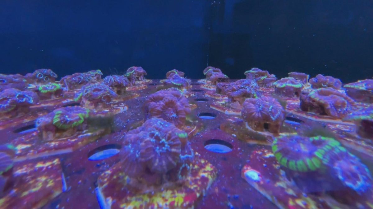 Picture_J.CORAL 1830_001.jpg