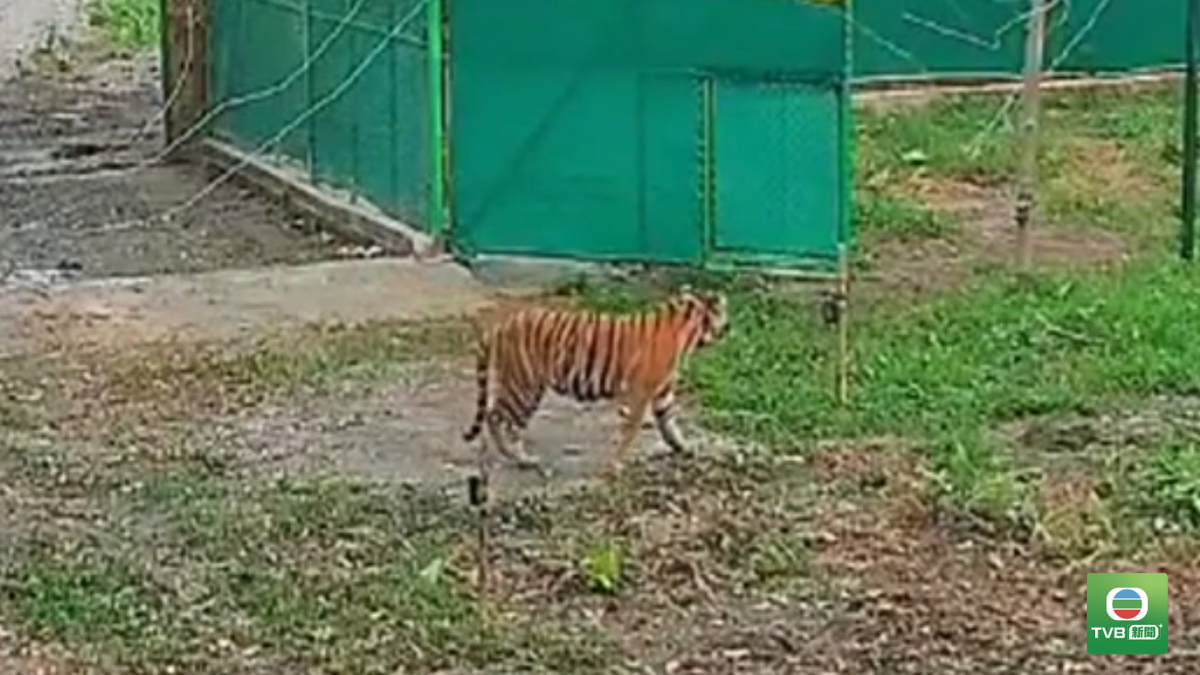 20261006 TIGER