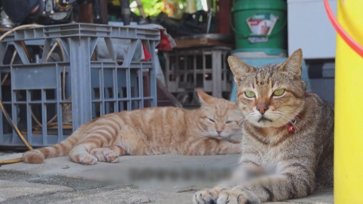 Picture_J.AUS.CAT 1700.jpg