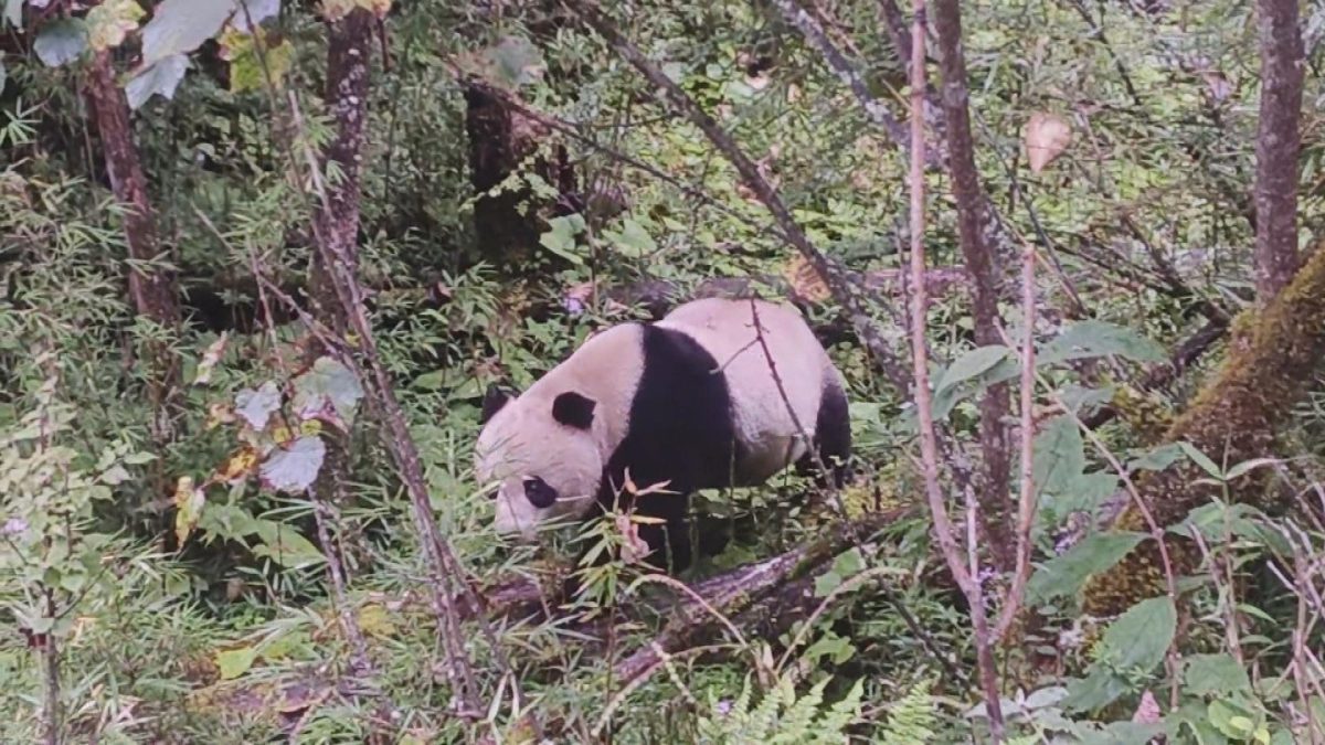 Picture_J.SC.PANDA.MTV.0915-HOLD_002.jpg