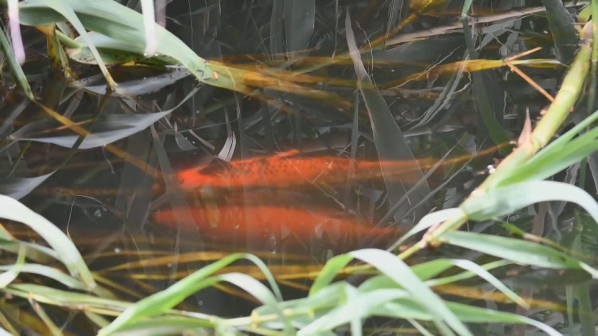 Picture_J.AUS.PETFISH-1700.jpg