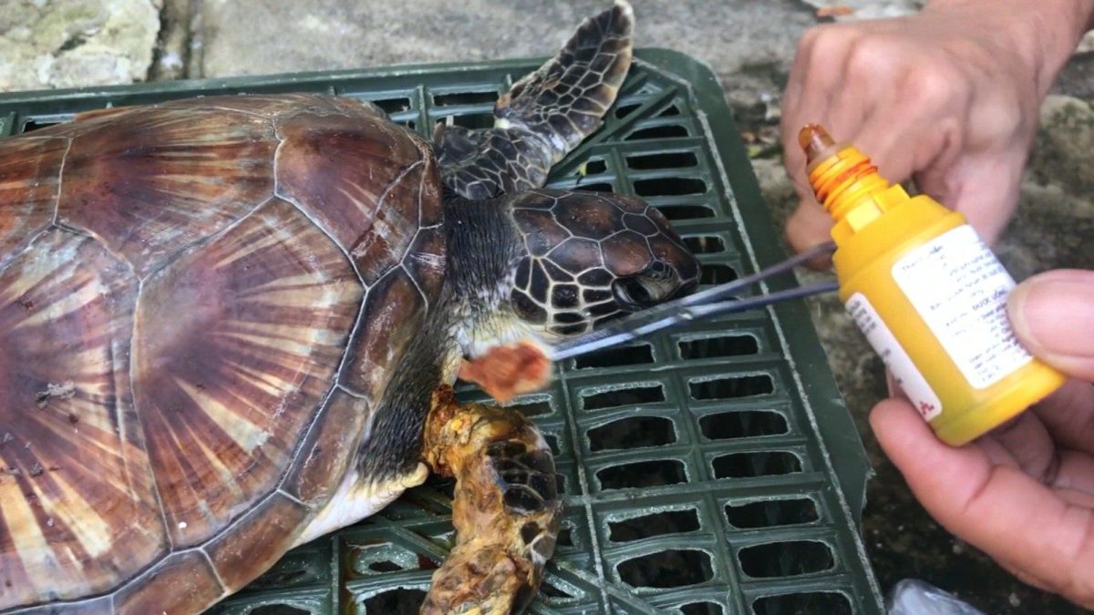 greenturtle.1.jpg