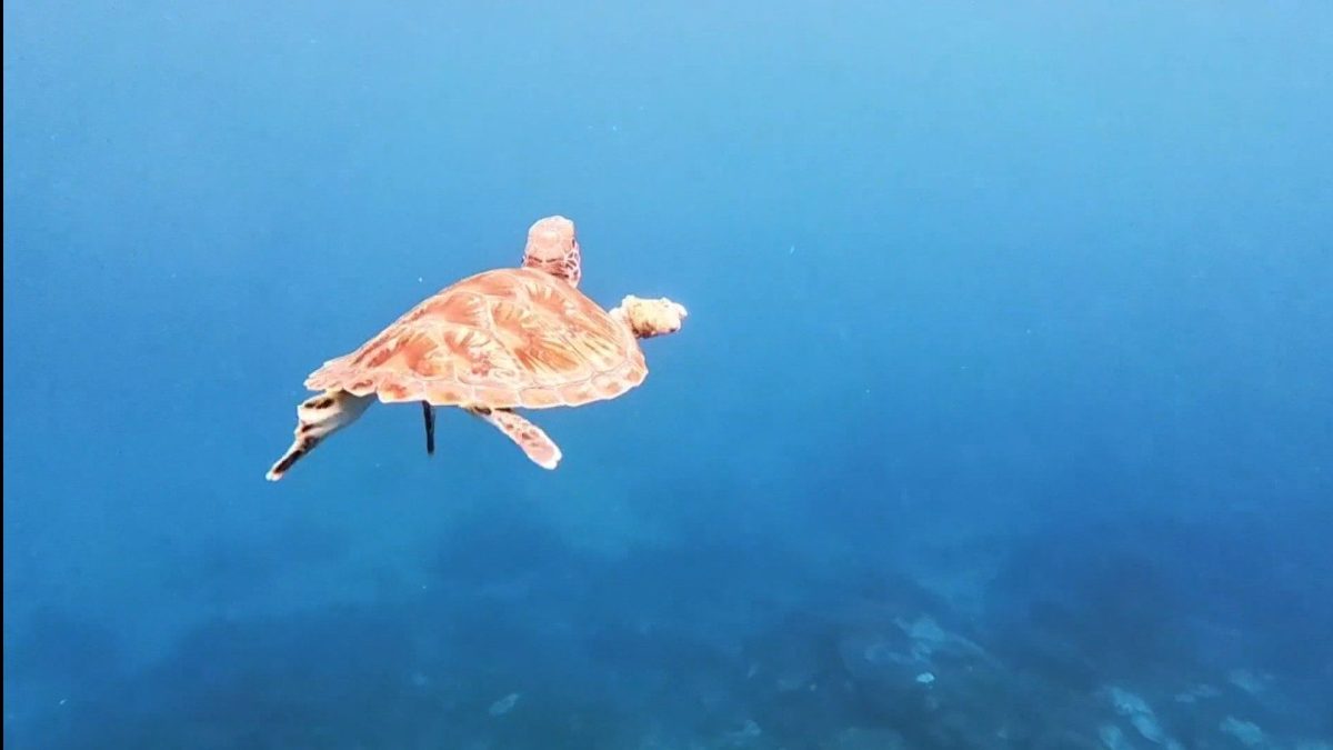 greenturtle.2.jpg