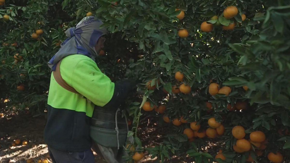 Picture_J.AUS.CITRUS 1700.jpg