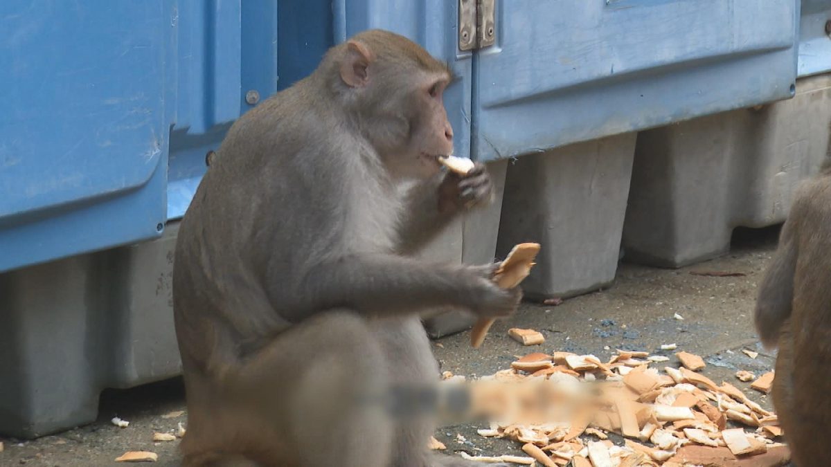 Picture_J.SP.MONKEY 1830_005.jpg