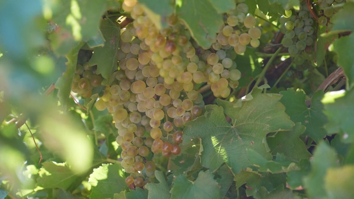 Picture_J.AUS.WINE 1700.jpg