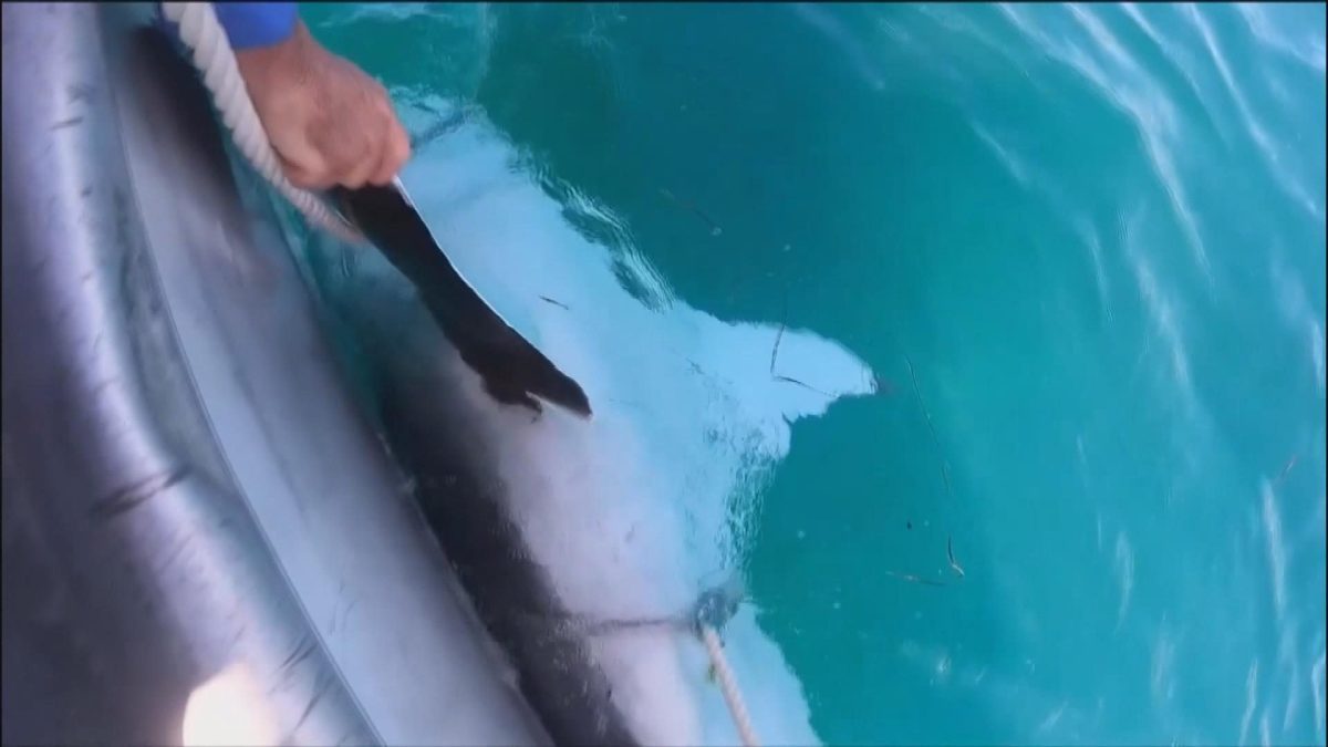 Picture_GV.AUS.SHARK_CLEAN_003.jpg