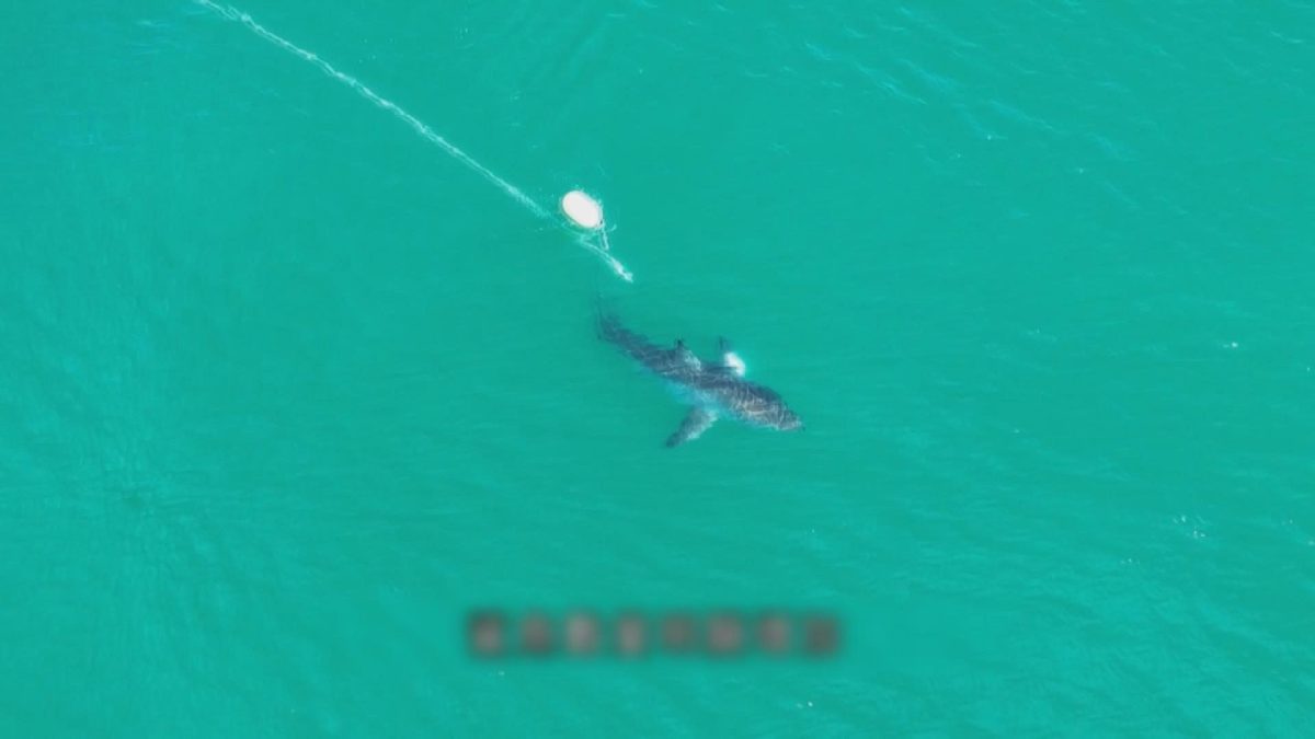 Picture_J.AUS.SHARK 1700_001.jpg