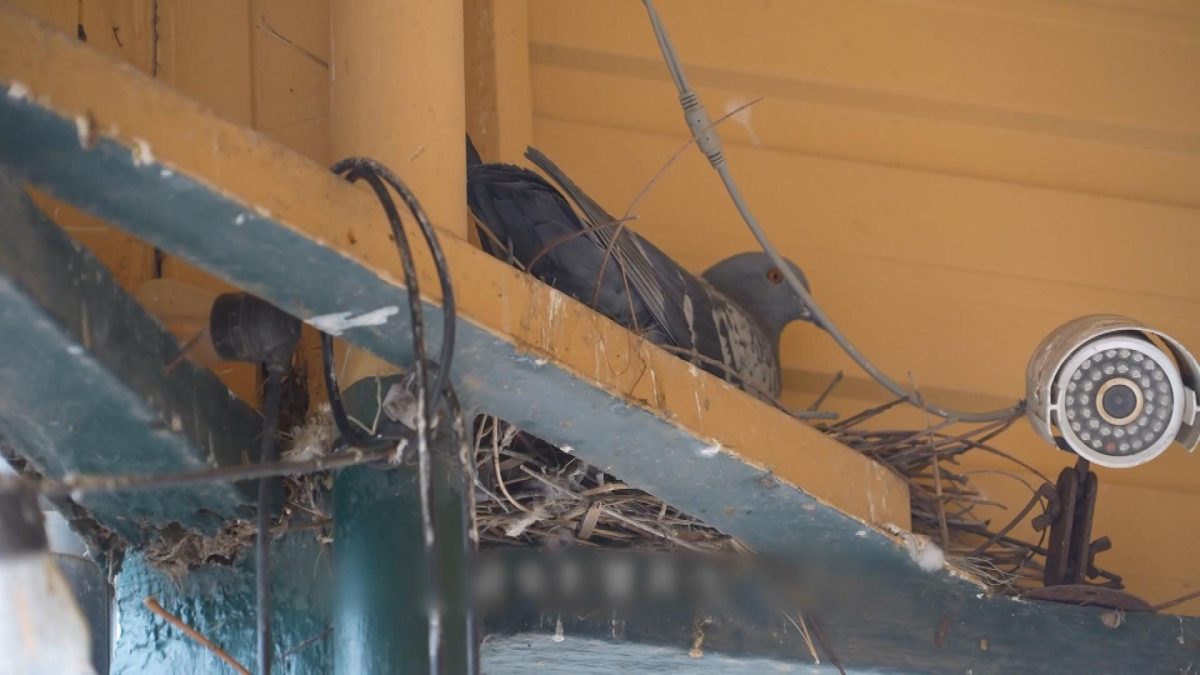 Picture_J.AUS.PIGEON 1700_003.jpg