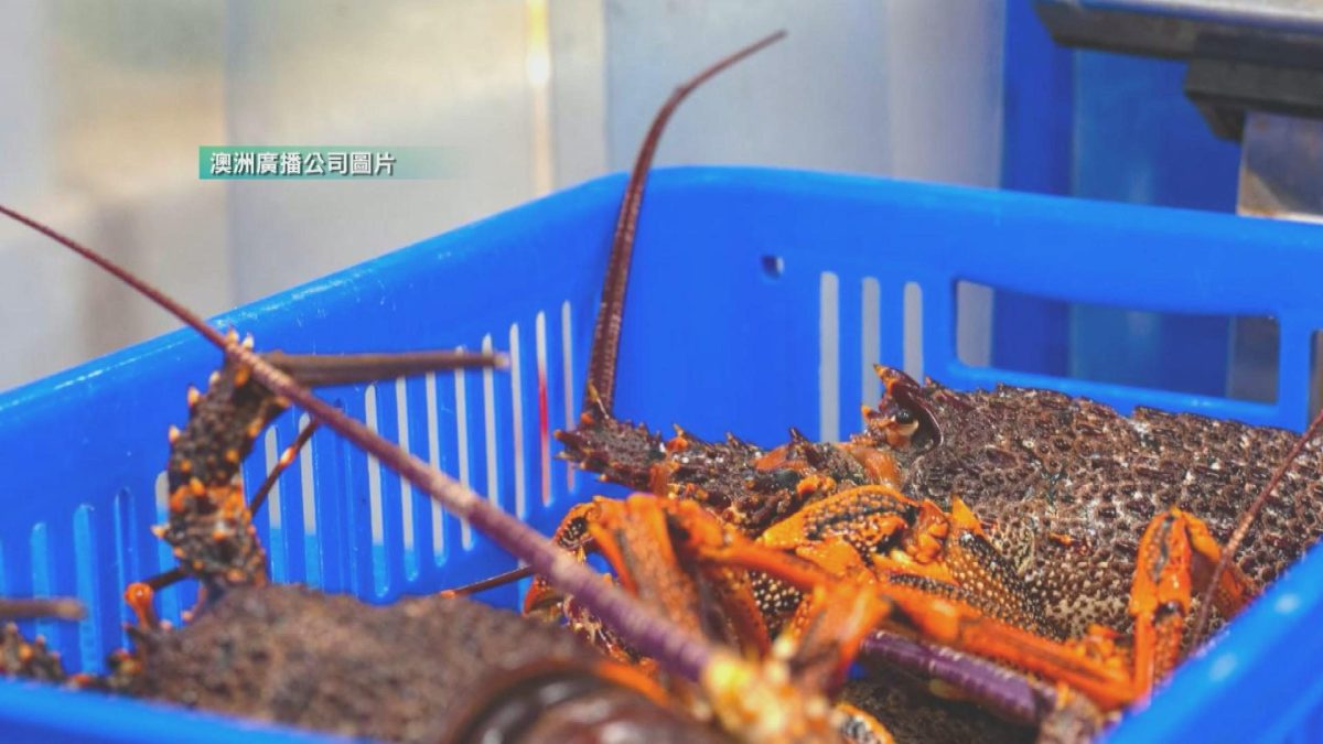 Picture_J.AUS.LOBSTER 1700.jpg