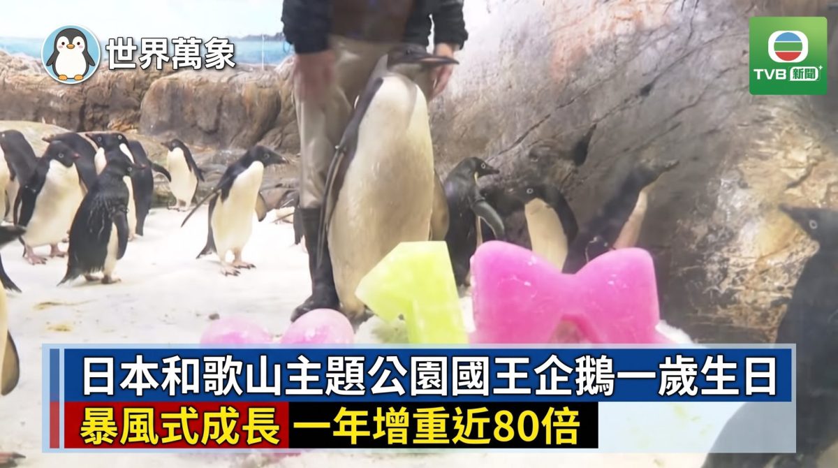 1006 penguin